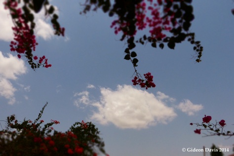 Twigs of the Bougainvillea appearing to be reaching for the clouds