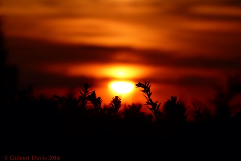 Silhouette of Twigs of a bush lighted by a sunset background