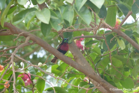 Scarlet Chested Sunbird