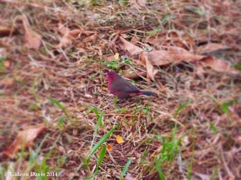The red-billed firefinch captured on a manicured lawn