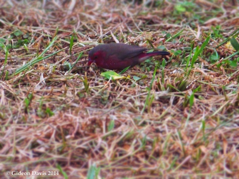 A Red-billed Firefinch captured pecking through the grass of a lawn