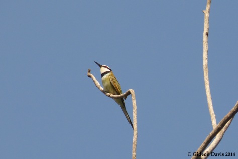 A white-throated Bee-eater spotted at the Legon Botanical Gardens