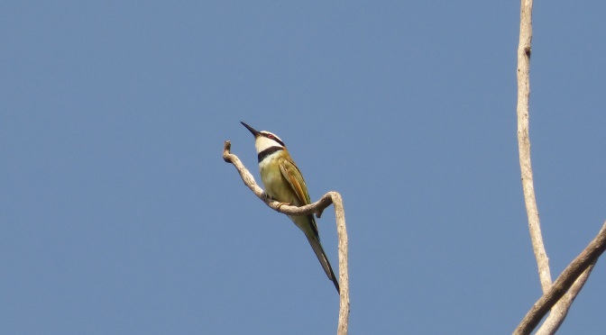 WHITE-THROATED BEE-EATER