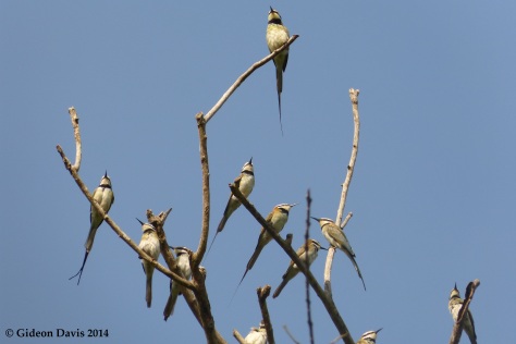 A flock of White-throated Bee-eaters at the Legon Botanical Gardens 