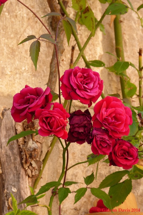 A photo of red roses