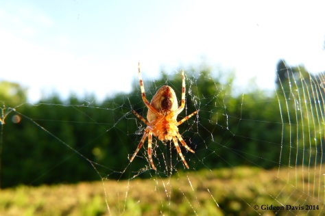 The photo of a garden orbweaver in its web, captured in summer