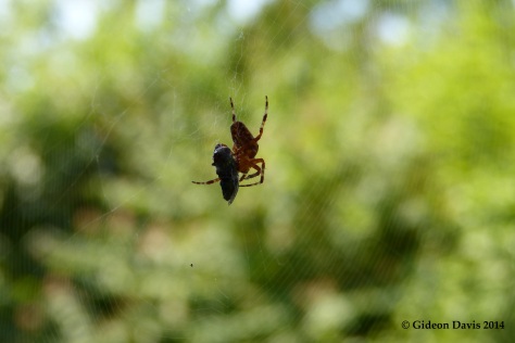 The photo of a spider with its housefly prey in a web
