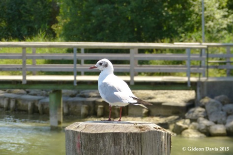 A Slender-billed gull at Herrenchiemsee